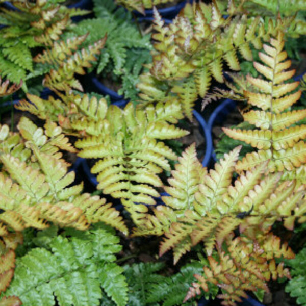 Autumn Fern