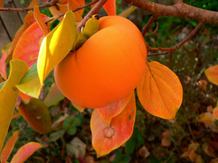 Persimmon
