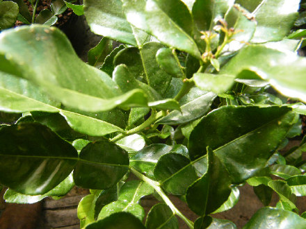 Kaffir Lime / Makrud Lime