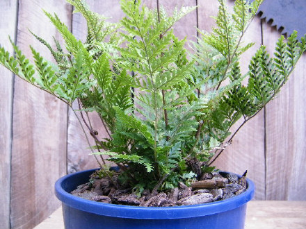Creeping Shield Fern