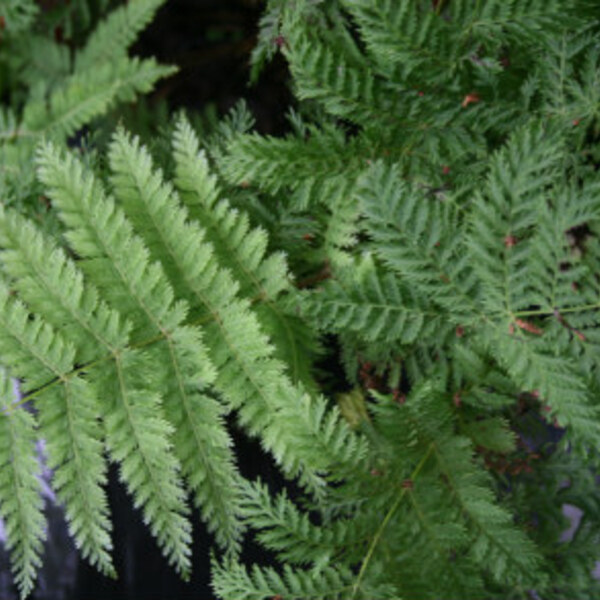 Single Crepe Fern / Heruheru