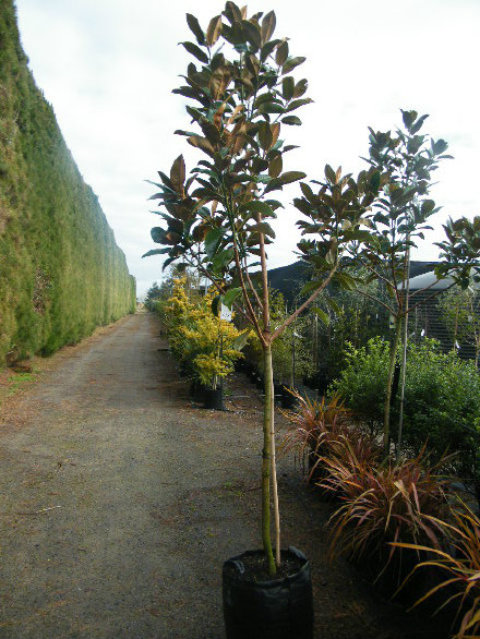 Magnolia grandiflora ferruginea