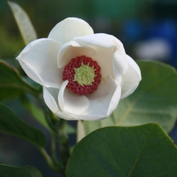 Oyama Magnolia