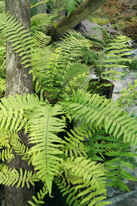 Gully Fern / Pakau