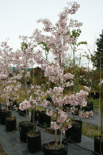 Awanui – Hybrid Yoshino Cherry