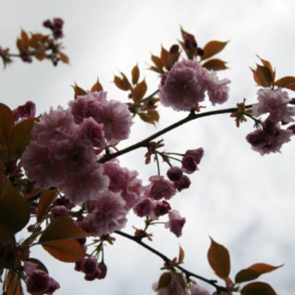 Kanzan Cherry