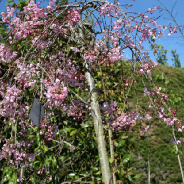 Weeping Rosebud Cherry