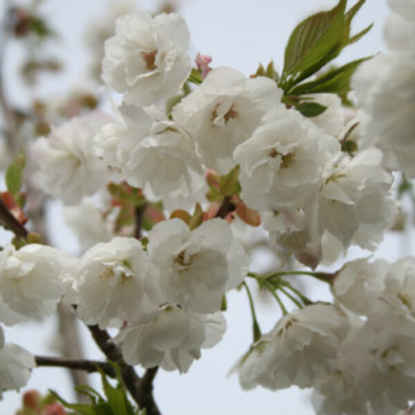 Mt Fuji Cherry