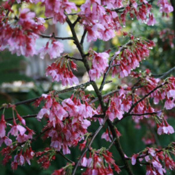 Okame – Hybrid Japanese Cherry