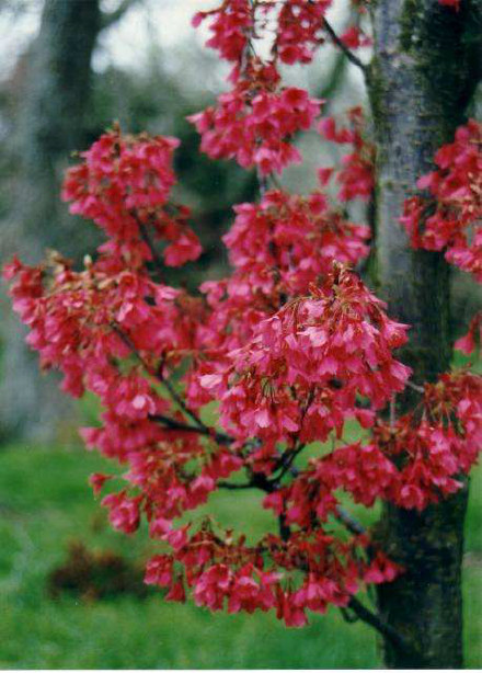 Tui Tree