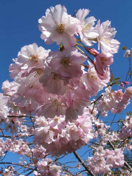 Accolade Cherry