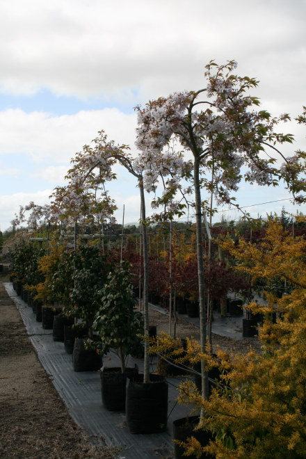 Purpendens Weeping Cherry
