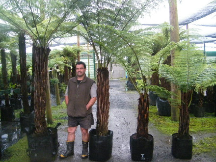 Silver Fern / Ponga
