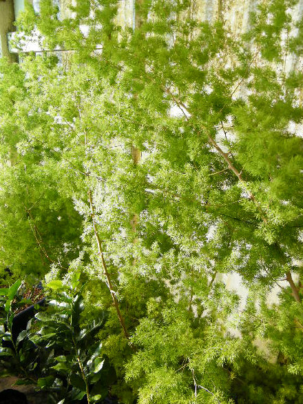 Ming Fern