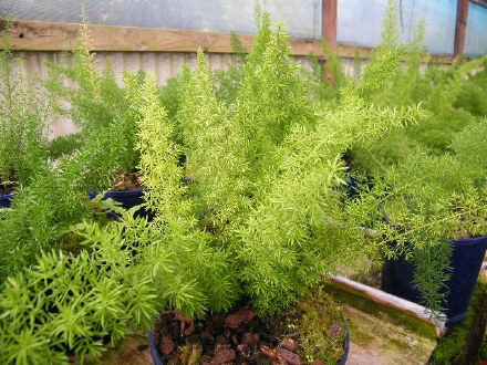 Foxtail Fern
