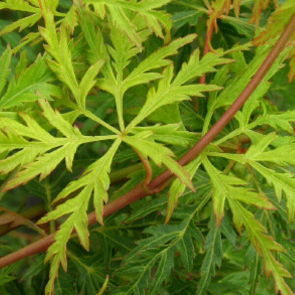 Seiryu Maple