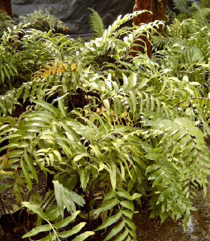 Shining Spleenwort / Huruhuru Whenua