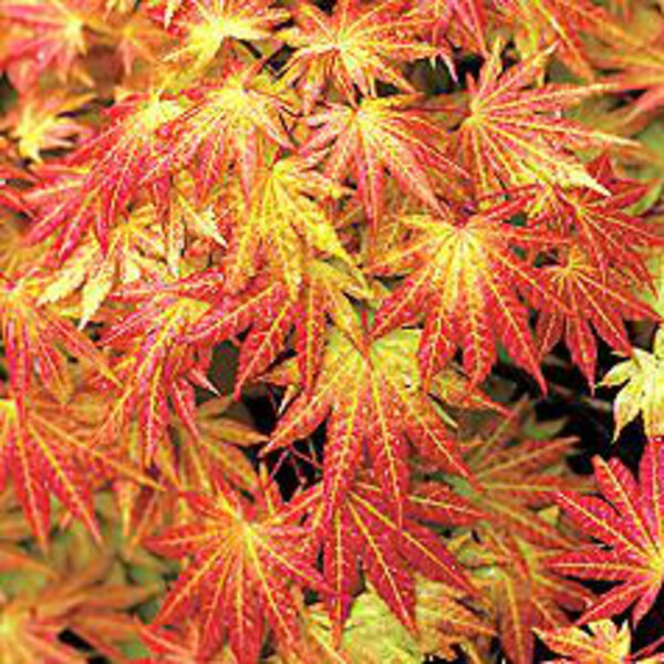 Autumn Moon Maple
