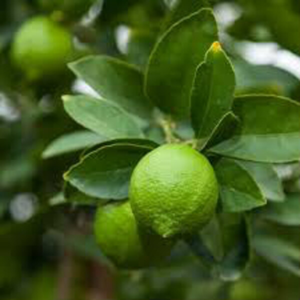 Bearss Lime