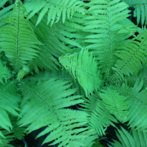 Ostrich Fern / Shuttlecock Fern