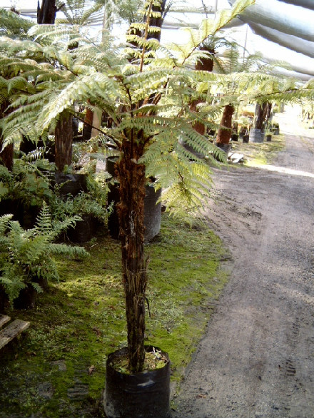 Gully Tree Fern