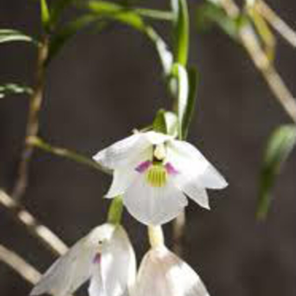 Tree Orchid