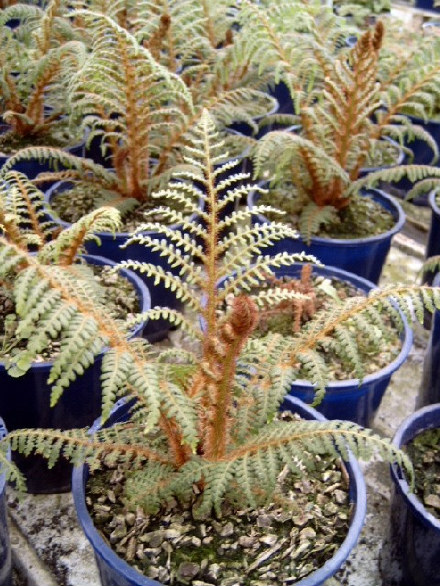 Highland Lace Fern
