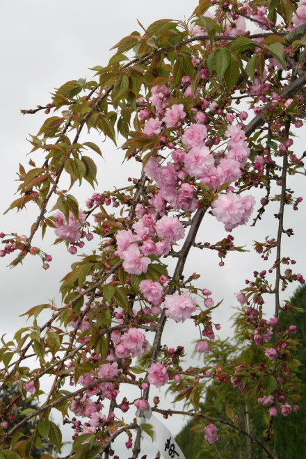Cheal's Weeping Cherry