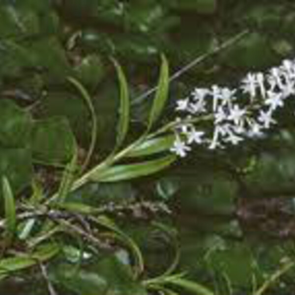 Easter Orchid / Ruapeka