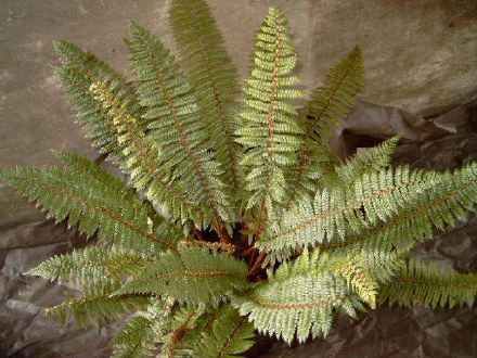 Prickly Shield Fern / Puniu