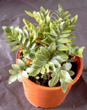 Shore Spleenwort