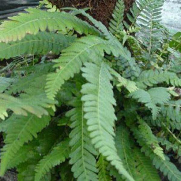 Rasp Fern / Pukupuku