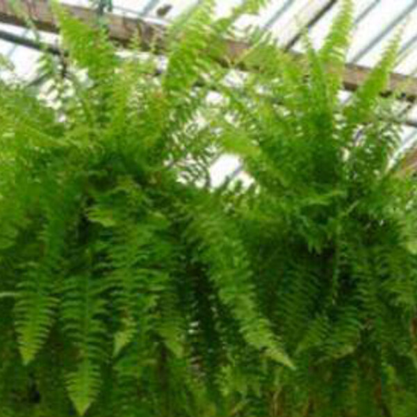 Boston Fern
