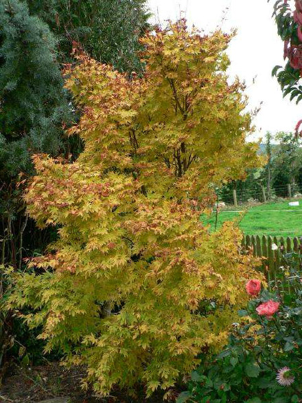 Coral Bark Maple / Seigan