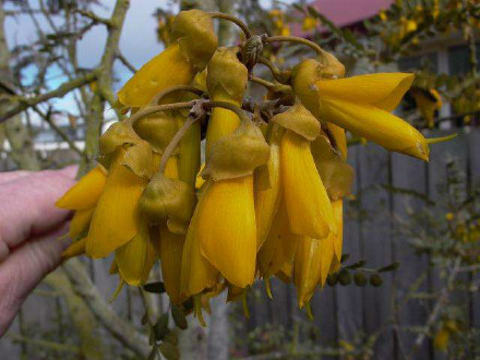 Kowhai