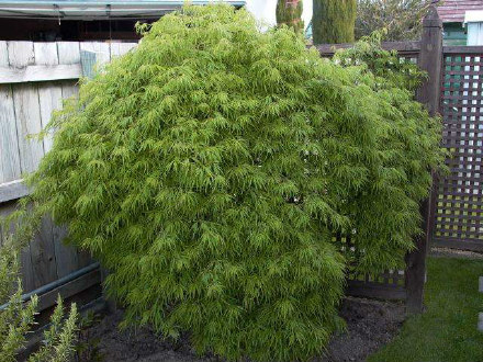 Green Weeping Maple
