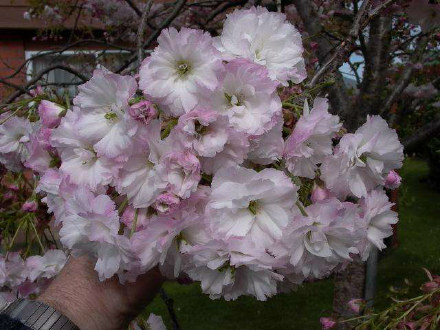 Shimidsu Sakura