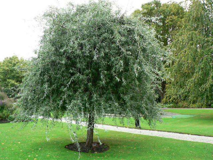 Weeping Silver Pear
