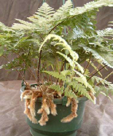 Rabbit's Foot Fern / Hare's Foot Fern