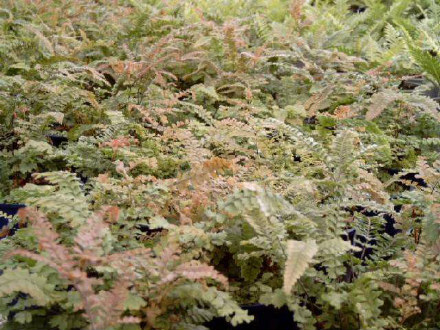 Rosy Maidenhair