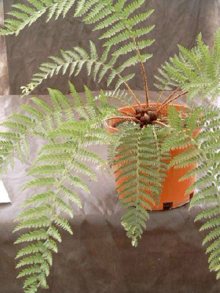 Mother Shield Fern