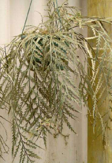Hanging Spleenwort / Makawe