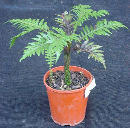 Miniature Tree Fern / Maukurangi