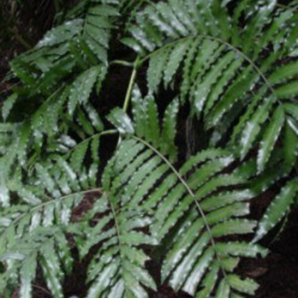 King Fern / Para