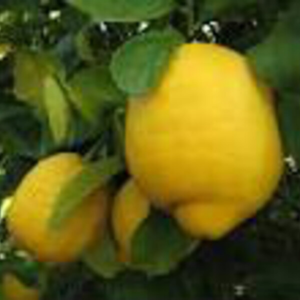 Lisbon Lemon