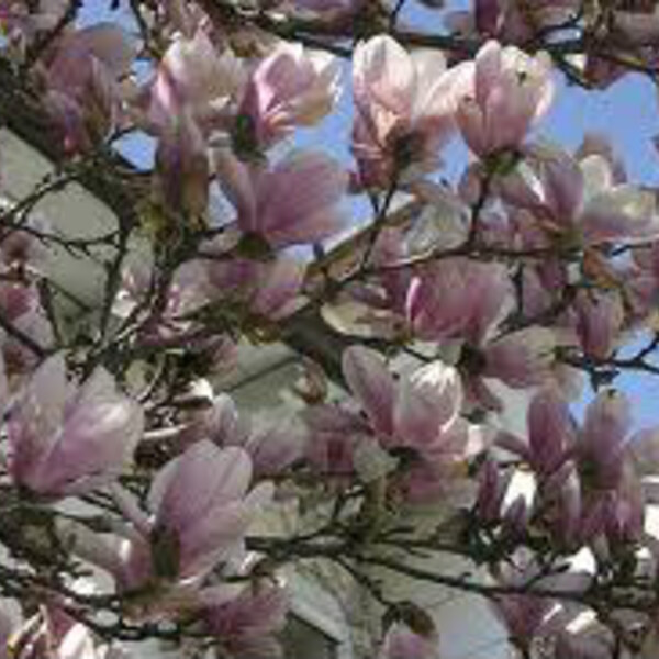 Tulip Tree / Saucer Magnolia