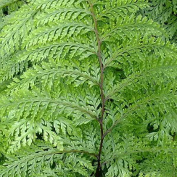 Lace Fern
