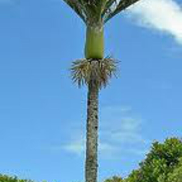 Nikau Palm