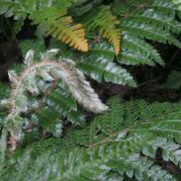 Polystichum braunii