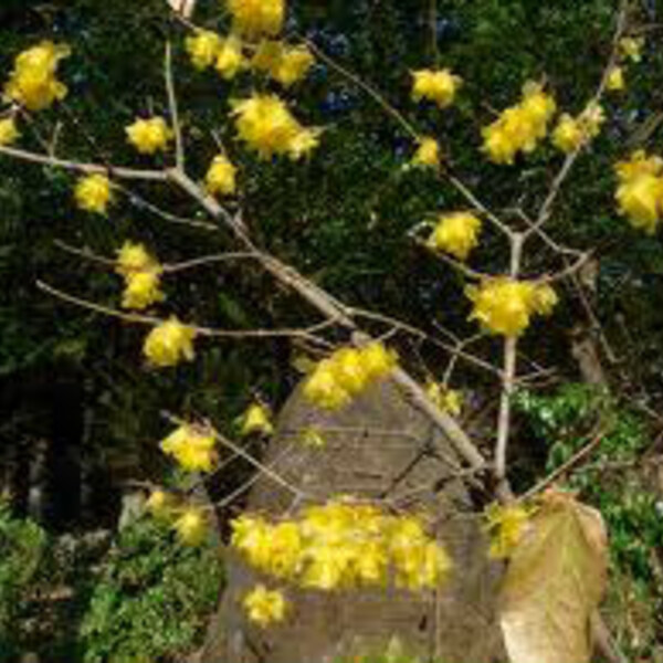 Wintersweet / Allspice
